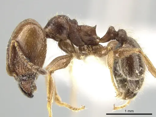 Pheidole coracina - CASENT0643971