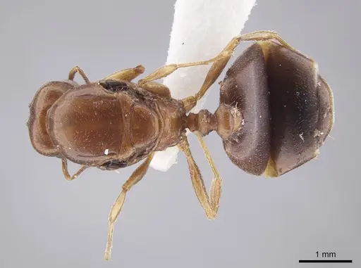 Pheidole coracina - JTLC000010483