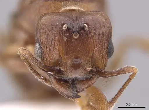 Pheidole coracina - JTLC000010483