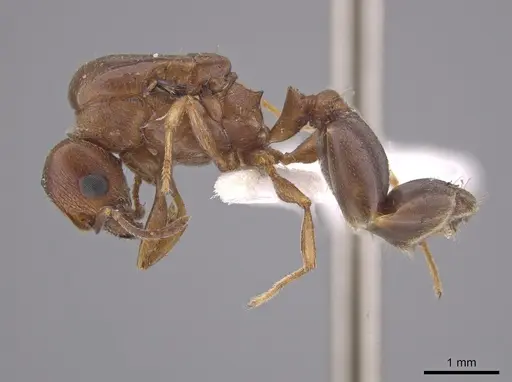 Pheidole coracina - JTLC000010483