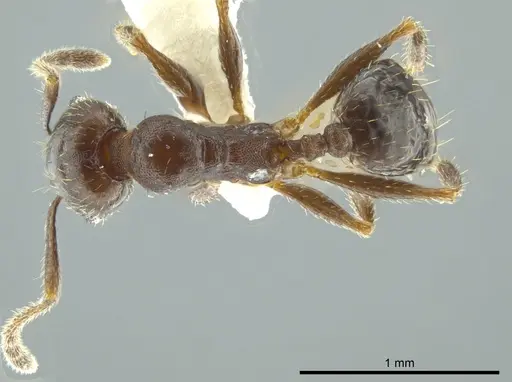 Pheidole coracina - JTLC000016348
