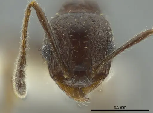 Pheidole coracina - JTLC000016348
