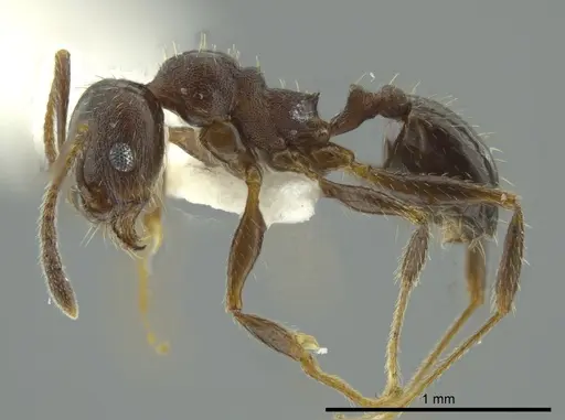 Pheidole coracina - JTLC000016348