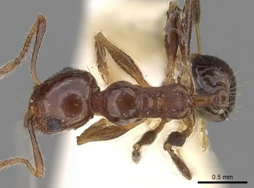 Pheidole cordiceps specimen