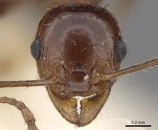 Pheidole cordiceps specimen