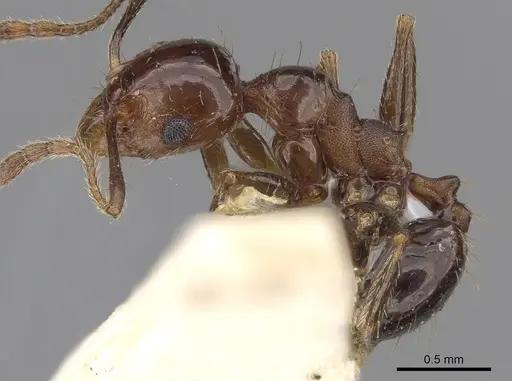 Pheidole cordiceps specimen