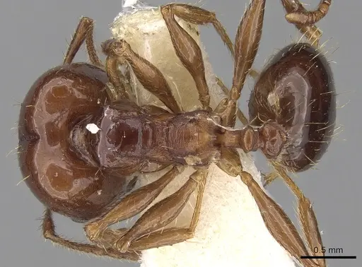 Pheidole cordiceps - CASENT0281740