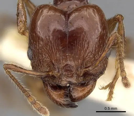 Pheidole cordiceps - CASENT0281740