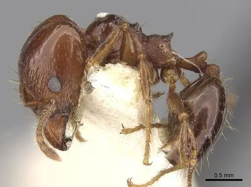 Pheidole cordiceps - CASENT0281740
