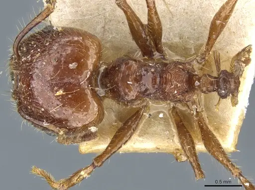 Pheidole cordiceps - CASENT0904386