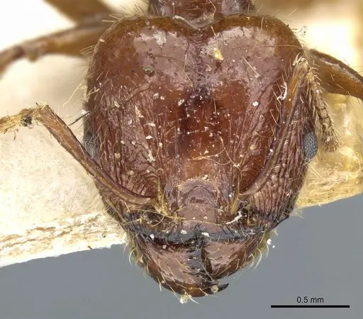 Pheidole cordiceps - CASENT0904386