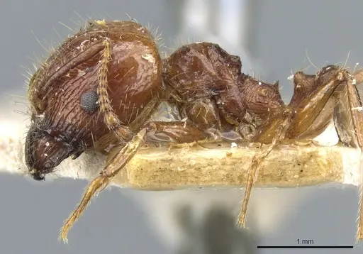 Pheidole cordiceps - CASENT0904386