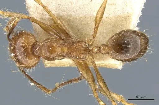 Pheidole cordiceps - CASENT0904387