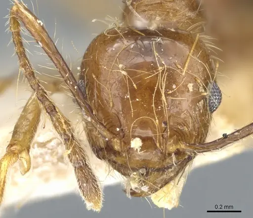 Pheidole cordiceps - CASENT0904387