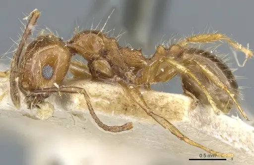 Pheidole cordiceps - CASENT0904387