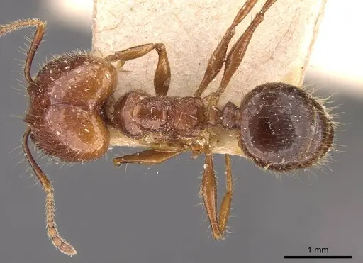 Pheidole cordiceps - CASENT0908128