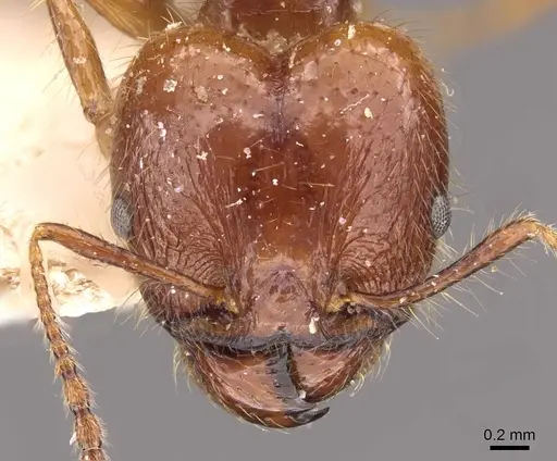 Pheidole cordiceps - CASENT0908128