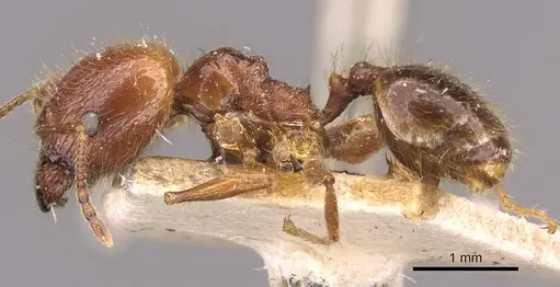 Pheidole cordiceps - CASENT0908128