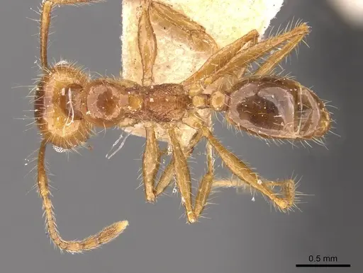 Pheidole cordiceps - CASENT0908129