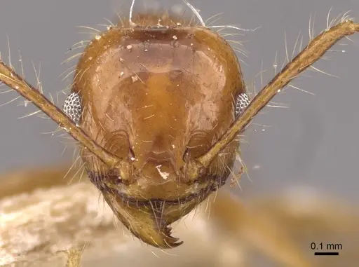 Pheidole cordiceps - CASENT0908129
