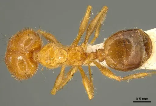 Pheidole cordiceps - CASENT0916055