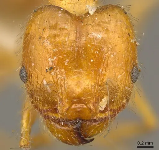 Pheidole cordiceps - CASENT0916055