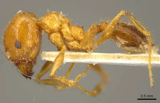 Pheidole cordiceps - CASENT0916055