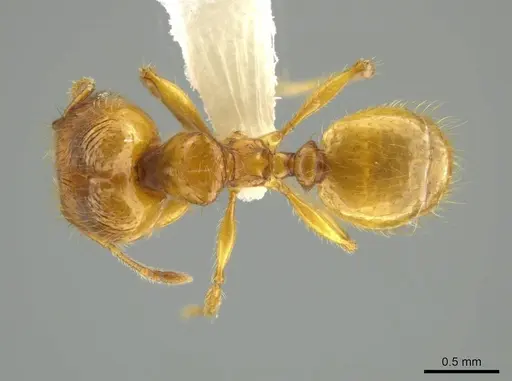 Pheidole corniclypeus specimen
