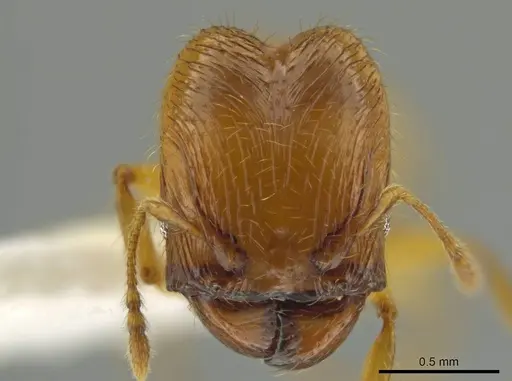 Pheidole corniclypeus specimen