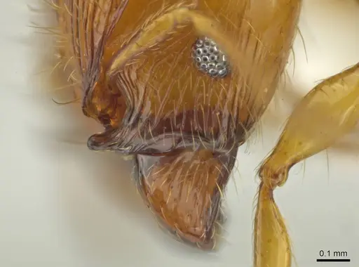 Pheidole corniclypeus - CASENT0623849
