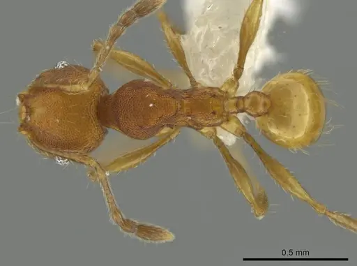 Pheidole corniclypeus - CASENT0623852