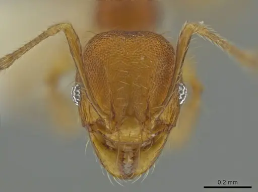 Pheidole corniclypeus - CASENT0623852