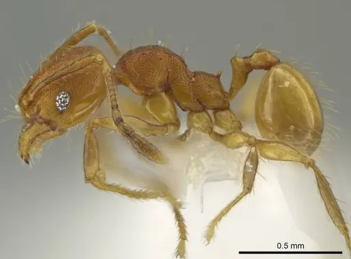 Pheidole corniclypeus - CASENT0623852