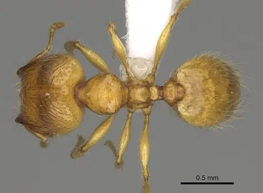 Pheidole corniclypeus - CASENT0624374