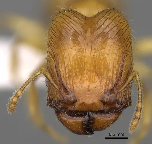 Pheidole corniclypeus - CASENT0624374
