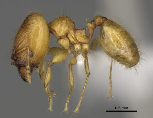 Pheidole corniclypeus - CASENT0624374