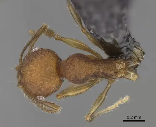 Pheidole corniclypeus - CASENT0636588