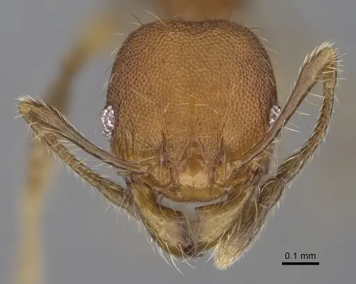Pheidole corniclypeus - CASENT0636588