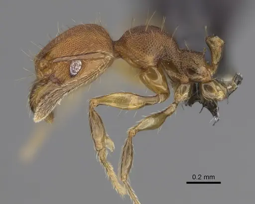 Pheidole corniclypeus - CASENT0636588