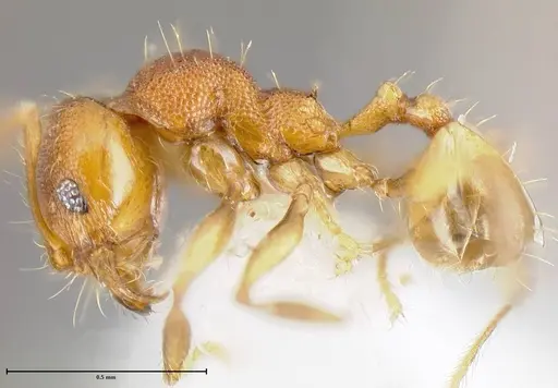 Pheidole corniclypeus - INB0003694924