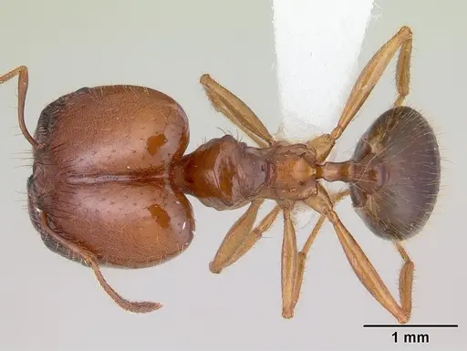 Pheidole cornicula specimen