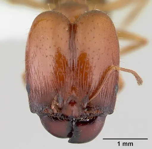 Pheidole cornicula specimen