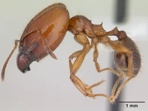 Pheidole cornicula specimen