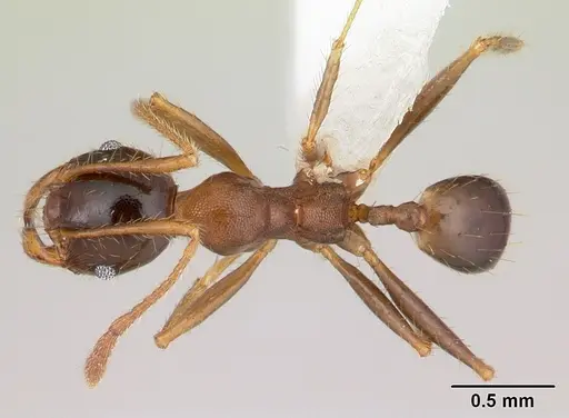 Pheidole cornicula - CASENT0178013