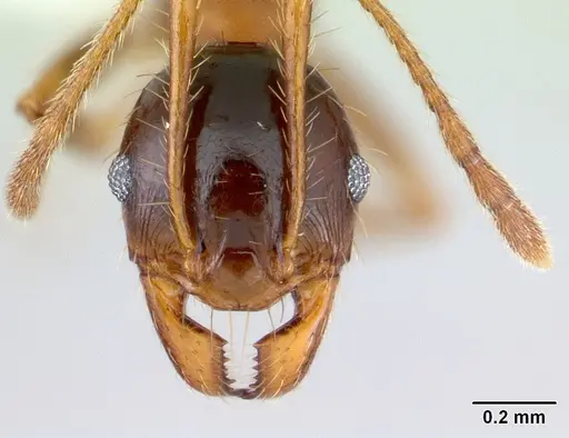 Pheidole cornicula - CASENT0178013