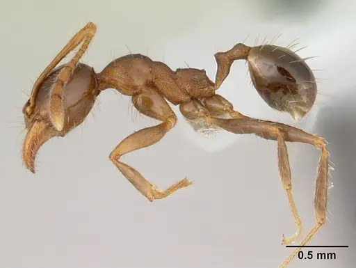 Pheidole cornicula - CASENT0178013