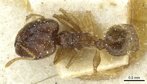 Pheidole corticicola specimen