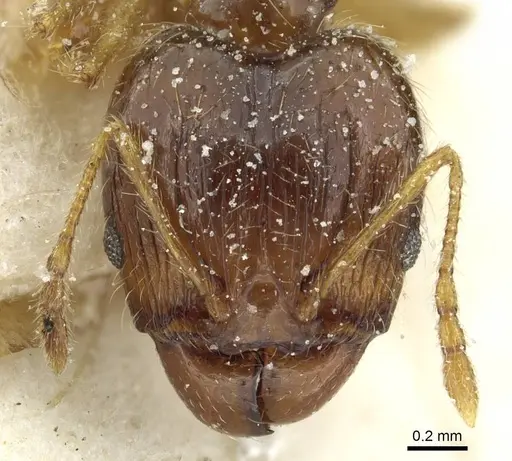 Pheidole corticicola specimen