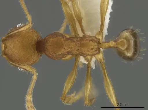 Pheidole costaricensis specimen