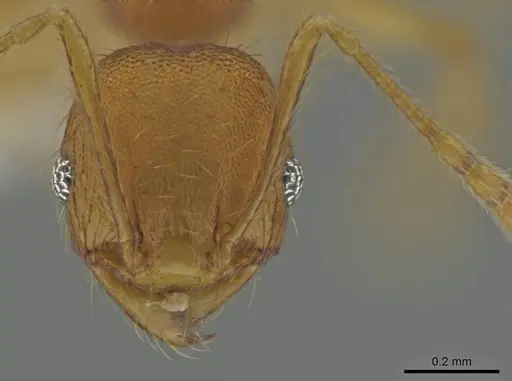 Pheidole costaricensis specimen